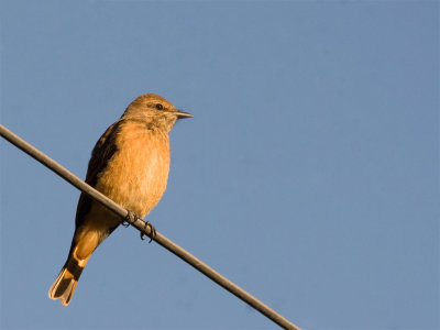 Streak-throated Bush Tyrant 3.jpg