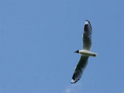 Andean Gull 5.jpg