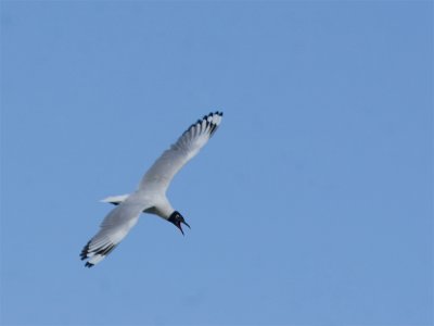 Andean Gull 4.jpg