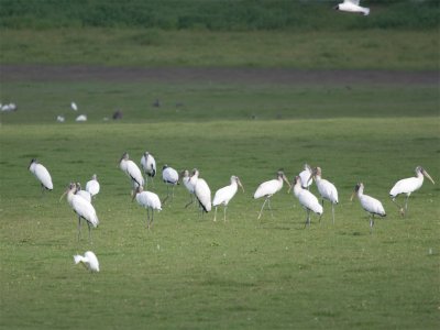 Woodstork 3.jpg