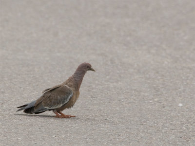 Picazuro Pigeon.jpg