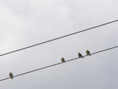 Tawny-headed Swallow 2.jpg