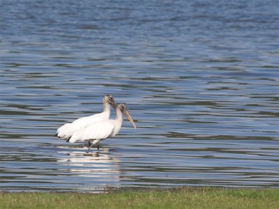 Woodstork.jpg