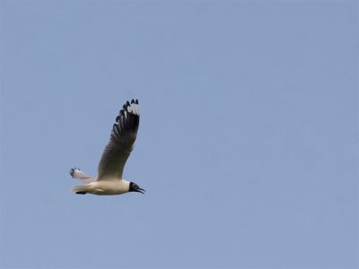 Andean Gull 3.jpg