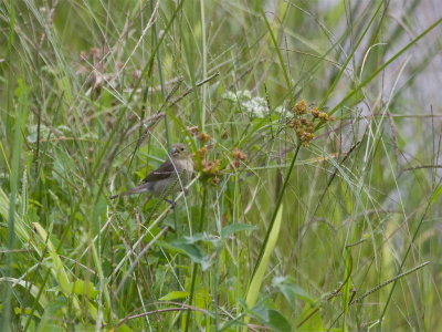 Double-collared seedeater 2.jpg