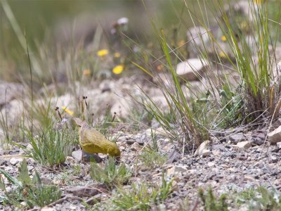 Yellowfinch 2.jpg