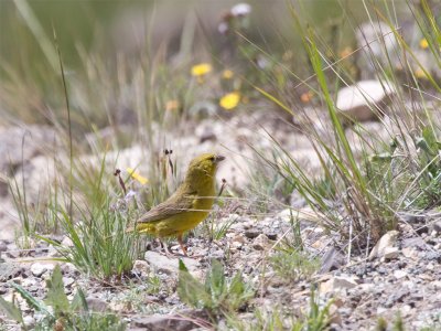 Yellowfinch.jpg