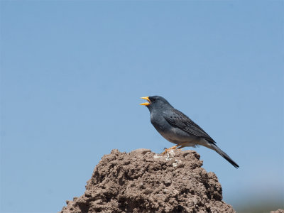 Band-tailed Sierra Finch 2.jpg