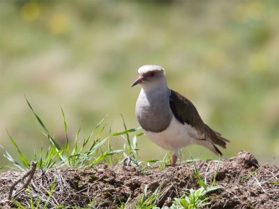 Andean Lapwing.jpg