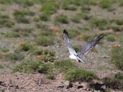 Red-backed Hawk 2.jpg