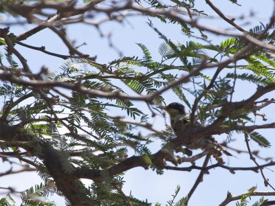 White-fronted Woodpecker 2.jpg