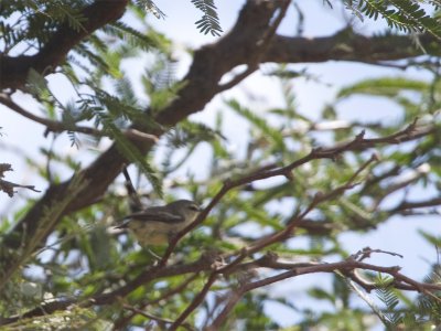 Greater Wagtail-Tyrant.jpg