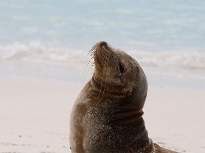 Galapagos Seal 6.jpg