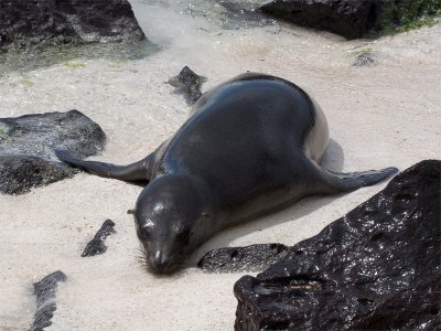 Galapagos Seal 5.jpg