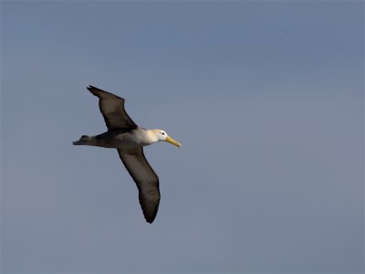 Waved Albatros - Galápagosalbatros