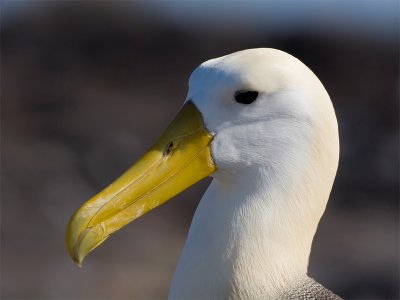 Waved Albatros - Galápagosalbatros