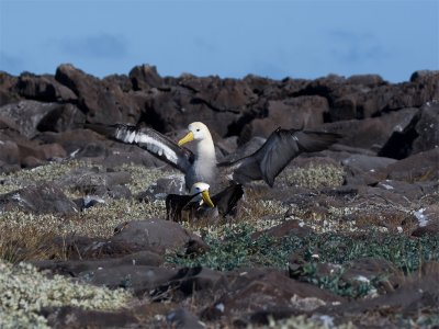 Waved Albatros - Galápagosalbatros