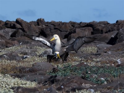 Waved Albatros - Galpagosalbatros