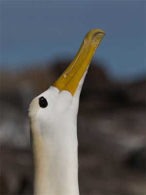 Waved Albatros - Galápagosalbatros