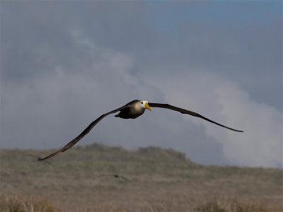 Waved Albatros - Galpagosalbatros