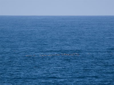 Waved Albatros - Galápagosalbatros