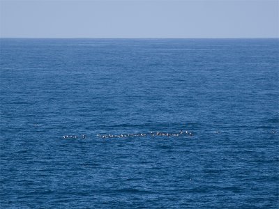 Waved Albatros - Galpagosalbatros