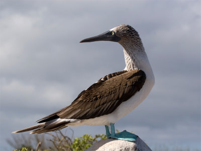Blue-footed-booby 20.jpg