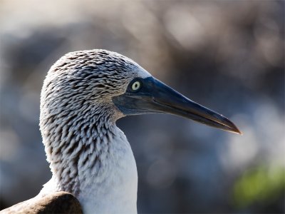 Blue-footed-booby 19.jpg