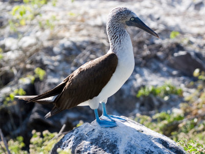 Blue-footed-booby 18.jpg