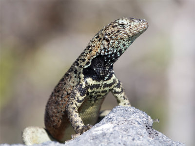 Lava Lizard 5.jpg