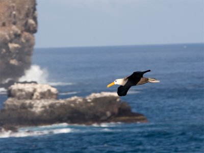 Waved Albatros - Galápagosalbatros