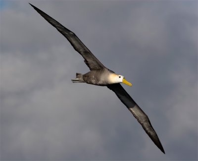 Waved Albatros - Galápagosalbatros