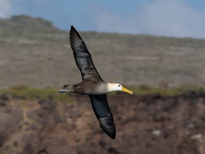 Waved Albatros - Galápagosalbatros