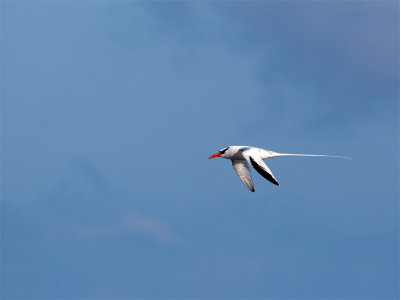 Red-billed Tropicbird 2.jpg
