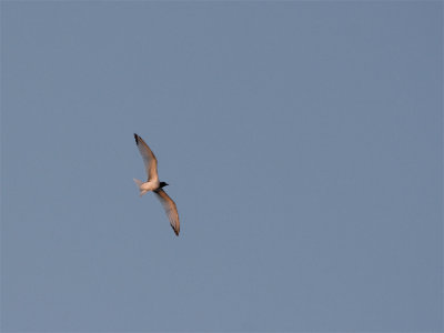 Swallow-tailed Gull 7.jpg