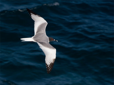 Swallow-tailed Gull 8.jpg