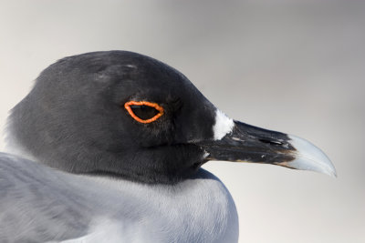 Swallow-tailed Gull 10.jpg