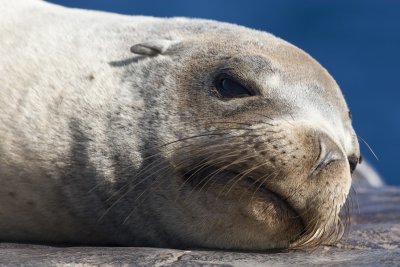 Galapagos Seal 8.jpg