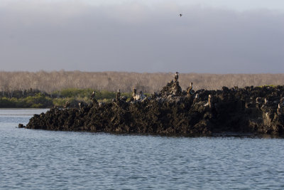 Blue-footed-booby 22.jpg