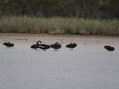 Black Swan - Zwarte Zwaan