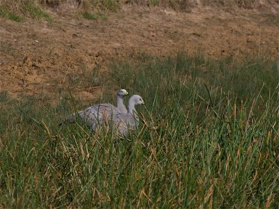 Cape Barren Goose - Hoendergans