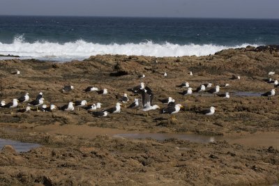 Pacific Gull 8.jpg