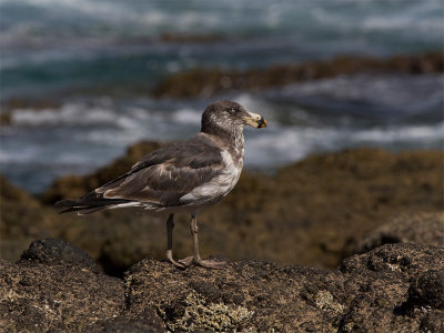 Pacific Gull 7.jpg