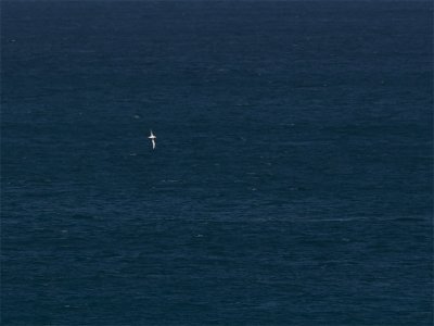 Shy Albatros.jpg