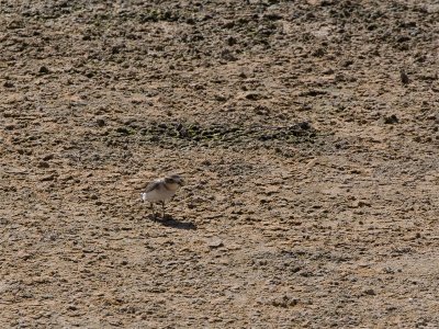 Lesser Sand Plover - Mongoolse Plevier