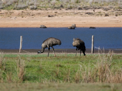 Emu - Emoe