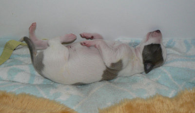 Boy cockroaching already at 7 days old