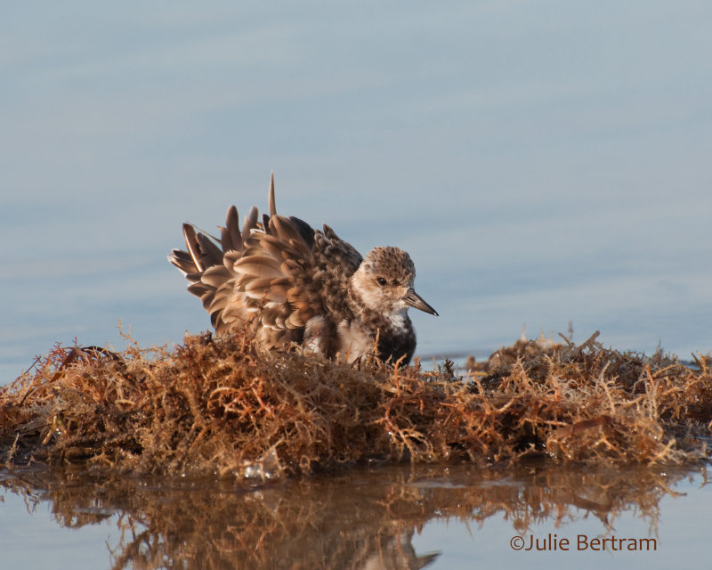 Ruddy Turnstone