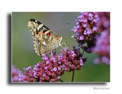 Painted Lady
