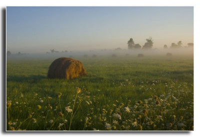 Hay Bales and Foggy Field